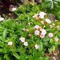Dianthus barbatus 'Pink Beauty'